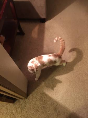 Free OrangeWhite short hair to good home (Everett)