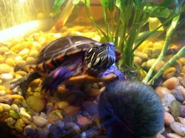 Free Painted Turtle (Northwood)