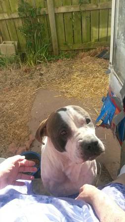 free pit bull (bentonville)