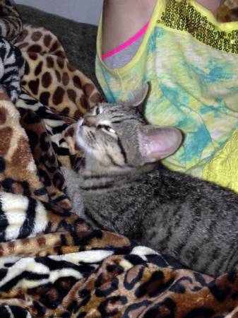 free stripee kitten (hunter)