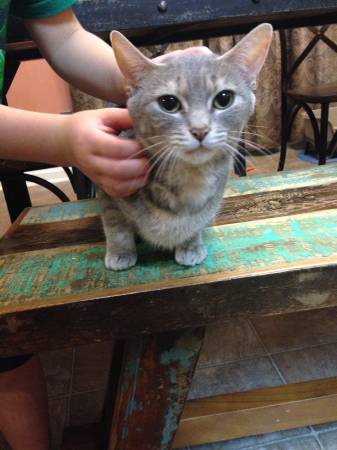 Free Sweet Female Cat To Great Home (Nashville West)