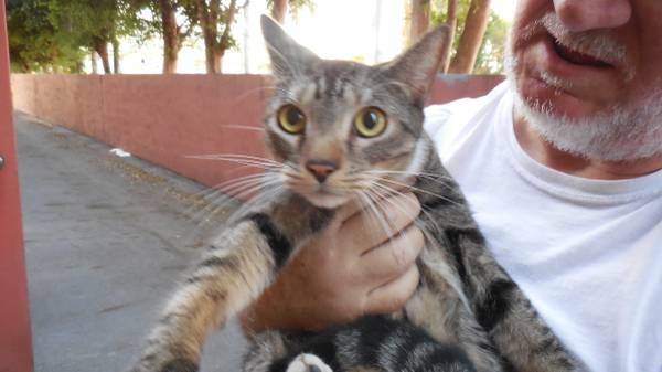 Free Tabby 1 year old cat to good home (Coconut Creek)