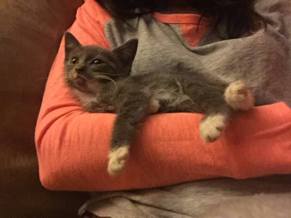 Free to Good Home Playful Kitten (Manchester)