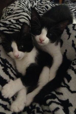 Free twin tuxedo cats (north atlanta)