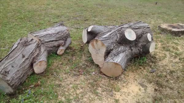 Free Wood (Maple) (Manchester VT)