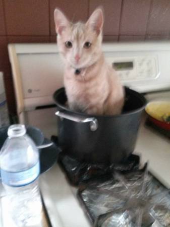 FREE...Buff colored male domestic short hair cat (Sterling hts)