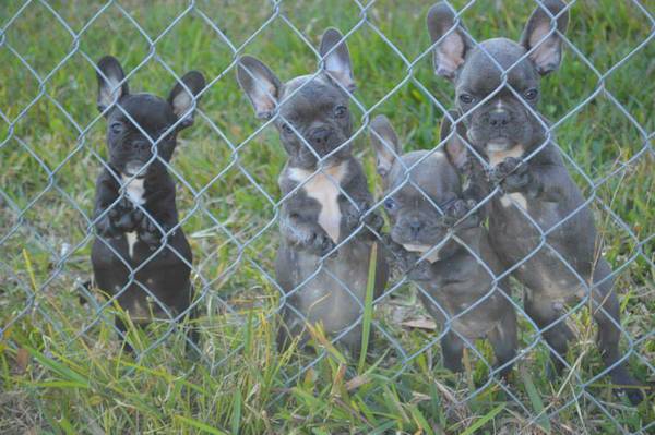 french bull dogs blue and black