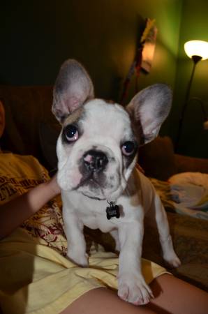 French bull male pup (Middlesex)