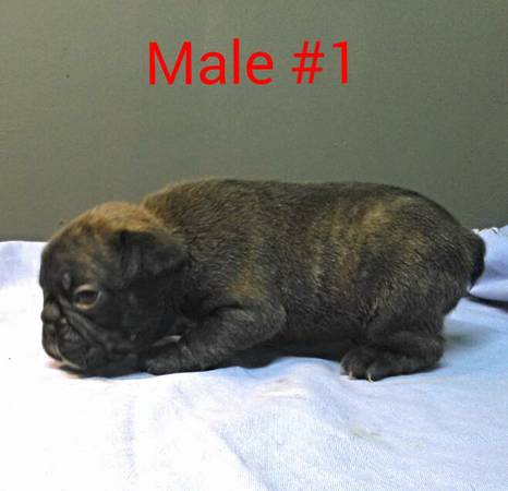 French bulldog puppies (Murfreesboro)