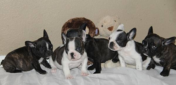 French Bulldog pups