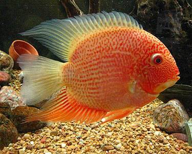 Freshwater Red Spotted  Severums