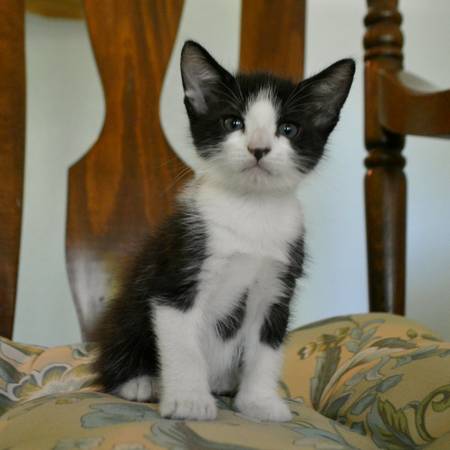 Friendly Kittens or Kitten to a good home (Oakland)