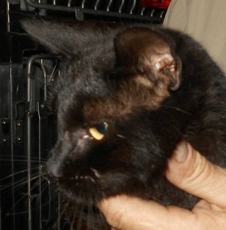 Friendly sweet black kitty, Polydacyl (Weiser)