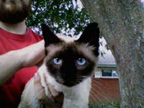 Friendly Sweet Young Female Siamese Cat for Adopting (Elmwood Harahan)