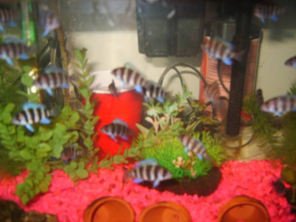 Frontosa Cichlids (Middle River)