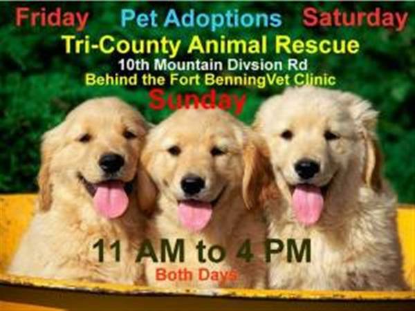 Ft Benning Tri County Pet Adoptions Fri amp Sat 11 AM to 430 PM  ((NEW PHOTOS) Ft Benning, GA)