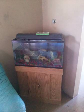 full 35 gal setup with 4 red tail sharks (west cleveland)