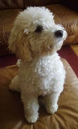 Full blood male poodle pup (Harrah)