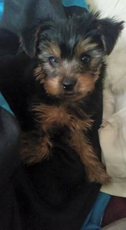 Full blooded Yorkie pup (United States)