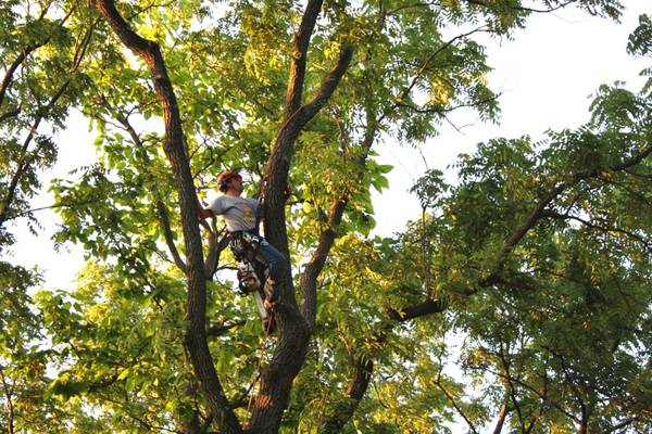 FULLY CERTIFIED, LICENSED amp INSURED TREE TRIMMING amp TREE REMOVAL (CORAL SPRINGS amp SURROUNDING AREAS)