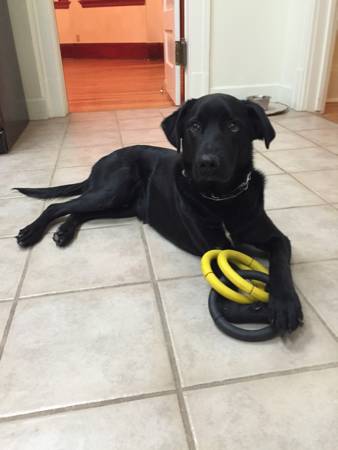 Fully Trained Black Lab Puppy (Cheyenne)