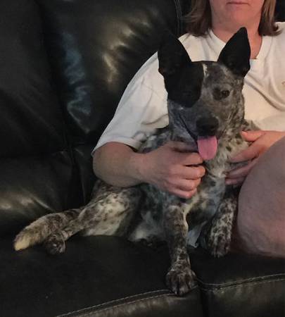 Fully vetted 1 year old blue heeler for adoption (St louis)