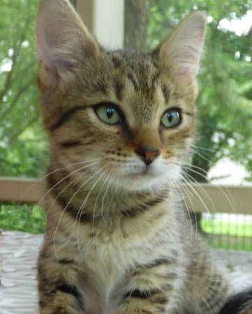 Garby and Max Beautiful Tabby Kittens Need a Good Home (Vineland NJ)