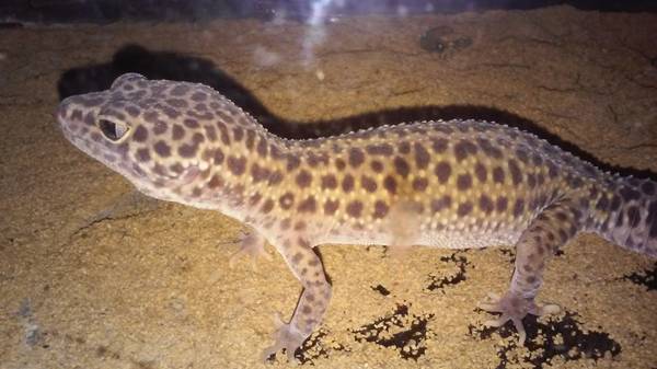 gecko female