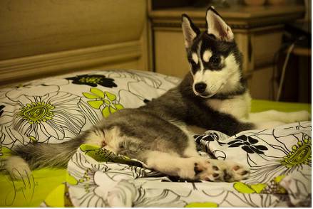 Gentle amp Unique Female Husky For Rehoming