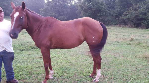 Gentle AQHA mare