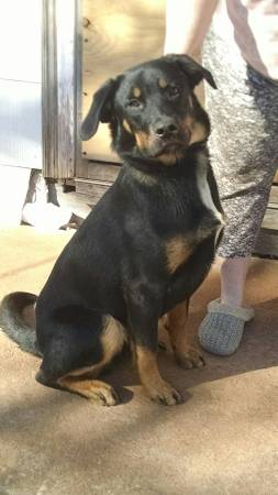 German Rottweiler mix male (Jones)