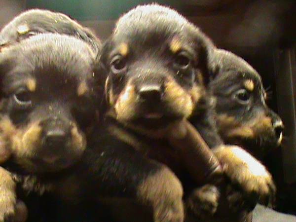 German Rottweiler Pups