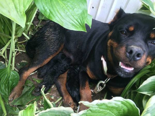 German rottweiler pups (Missouri valley iowa)