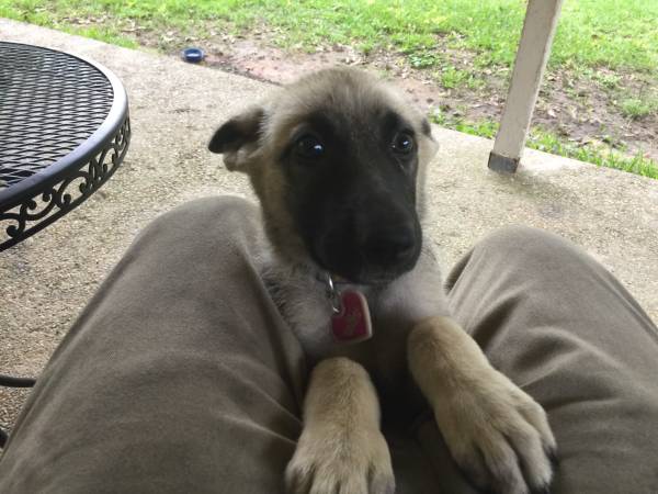 German Shepard (Gulfport)