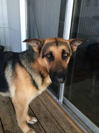 German shepard (Slidell)