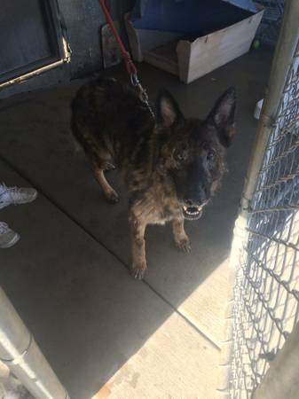 German Shepherd dog FOUND July 30 (Hazel Park)