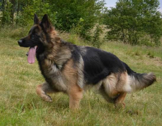 german shepherd female