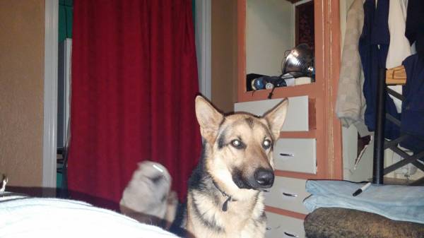 german shepherd (midwest city)