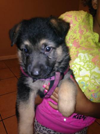 German Shepherd Puppies