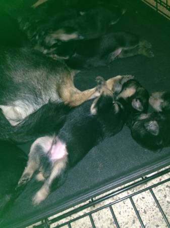 German shepherd puppies