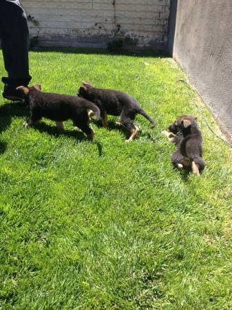 German Shepherd Puppies (Mesa)