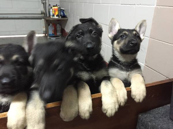 German shepherd puppies (orlando fl)