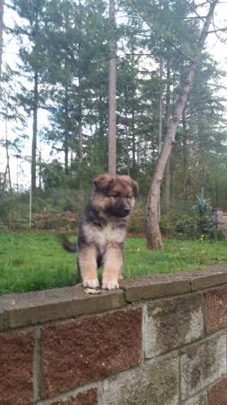 German shepherd puppies (Ravensdale)