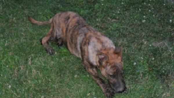 german shepherd puppy (cincinnati)