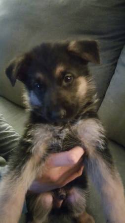 German Shepherd Puppy (Hendersonville)