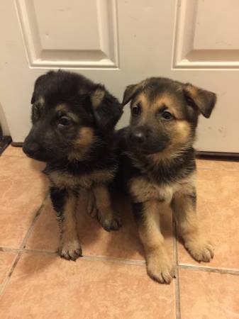 german shepherd pups