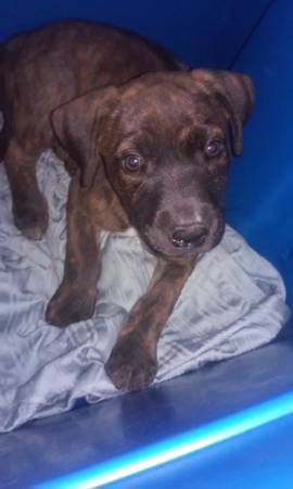 German Shepherdboxer puppy (Lincoln park)