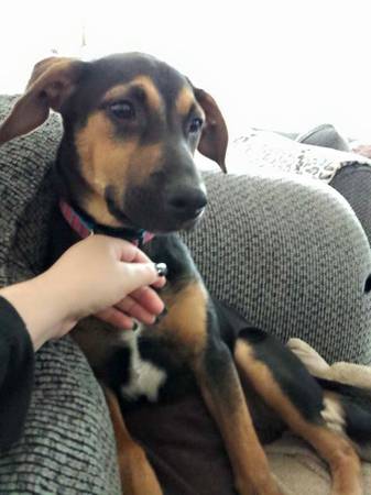 German shepherdRottweiler mix4 months old (Lakewood)