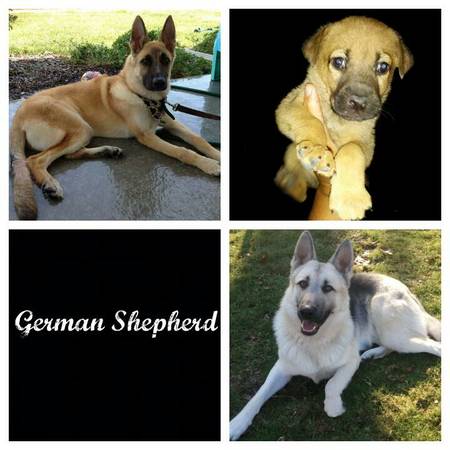 German shipyard puppies