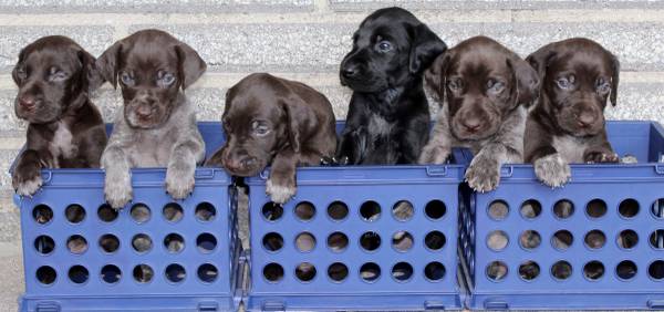 German Shorthaired Pointers